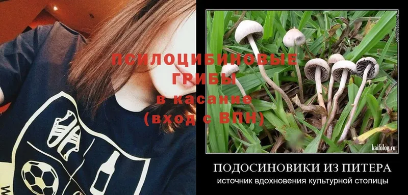 Галлюциногенные грибы Psilocybe  Киренск 